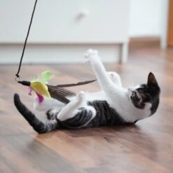 Schlitzohr Katzenangel Federanhänger 5x 20 Schlitzohr Katzenangel Federanhänger 5x -Katzenbedarf Rabatte 11ed2d225658009b8abd2f7334a71527c7d32c64 1484675 de DE 2194cc6dae193c9b0d821763f83834cddf74faa5Q2fI5o