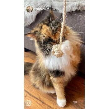 Kater Kasimir Deluxe Set Mit 9 Beliebten Katzenspielzeugen Aus Naturmaterial Und Handgemachtem CATDAD Armband 6 Kater Kasimir Deluxe Set Mit 9 Beliebten Katzenspielzeugen Aus Naturmaterial Und Handgemachtem CATDAD Armband – Bild 4