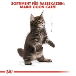 ROYAL CANIN Maine Coon Kitten 4 Kg -Katzenbedarf Rabatte 5363adbcd5720069c9dee834c28d247ed6c58d7d 78d41fa69f58c3708158103686f8d71d73464eed