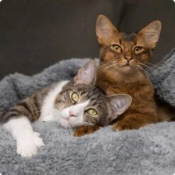 SELECT GOLD Milk-Set Kitten Inkl. Milchflasche & Löffel 300g -Katzenbedarf Rabatte 536de371626fbac7381fe51ce63607aedfae0cd8 1099803 de DE 4 Select Gold Cat 7