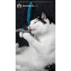 Kater Kasimir 3 Handgerollte Filzwürmchen Aus Schurwolle + 1 Mini-Flasche Katzenminze-Spray 11 Kater Kasimir 3 Handgerollte Filzwürmchen Aus Schurwolle + 1 Mini-Flasche Katzenminze-Spray -Katzenbedarf Rabatte 9f7ff512709dd50e91c430c3ac3ef7ee598f1a2a 1409266 de DE 1fc0cc3c919dcaaf28a0e442859a52c0a2aaef43Mb7rqZ