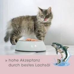 FeliTATZ FellGlanz -Katzenbedarf Rabatte abd640d5dde367a54f6bdfecb0ca6d5695c85a07 1666313 de DE 4cc910b37bbe87dfa18b4d7b5efb6ac1886955cdnjoFw2