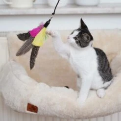 Schlitzohr Katzenangel Federanhänger 5x 19 Schlitzohr Katzenangel Federanhänger 5x -Katzenbedarf Rabatte ac968f3e92fea38def92e5a7524fa7085dc78563 1484675 de DE ddb20d567bfb55f49958028f07ad50186cd87523xUAnfc