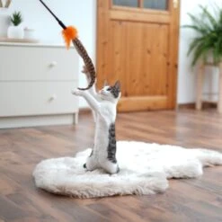 Schlitzohr Federwedel Birdy 3er Pack 14 Schlitzohr Federwedel Birdy 3er Pack -Katzenbedarf Rabatte ad71433917b4c75207a76b8cde2a63e28ac6a3f4 1659562 de DE 3439e97a8a6ef7574f0506829a0694961b8792bfHS2VqL