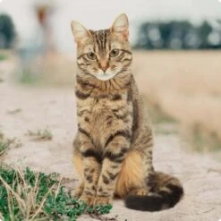 REAL NATURE Original Kitten 12x85g Huhn Mit Pute Mit Roter Paprika Und Lachsöl -Katzenbedarf Rabatte bc56b458619aa86240780c2f64ff928db9b8da6b 1246887 de DE Real Nature Original Cat Bild 1