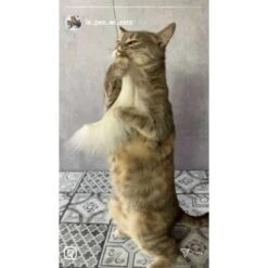 Kater Kasimir Premium Katzenangel Mit 4 Handgemachten Anhängern Aus Naturmaterial 9 Kater Kasimir Premium Katzenangel Mit 4 Handgemachten Anhängern Aus Naturmaterial -Katzenbedarf Rabatte f5a0947d639de966c4125c979f26b15c23b5fa95 1408150 de DE aa9d1c169f7ec9191367c416c4b64e9770f966aeO7Adip