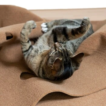 Canadian Cat Company Spielteppich Für Katzen Braun 5 Canadian Cat Company Spielteppich Für Katzen Braun – Bild 3